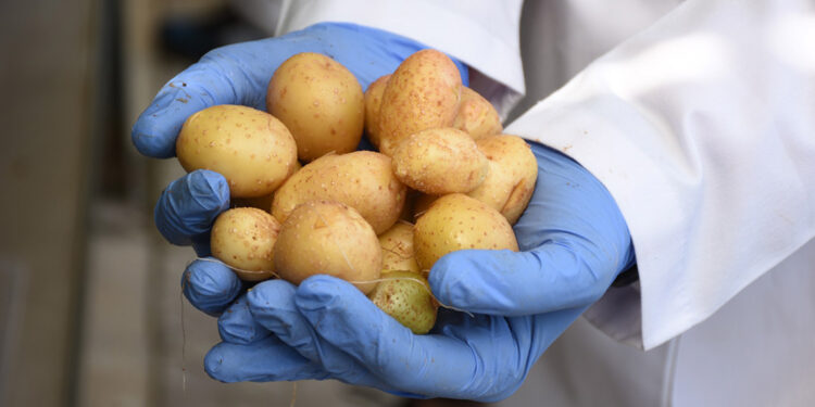 Yeni sanayilik yerli ve milli patates çeşitleri yolda