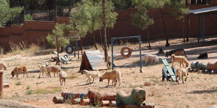 Yeni yasa ile toplanan sokak hayvanları, sosyal medyadan sahiplendiriliyor