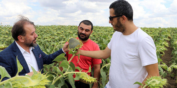 Yerli ve milli ayçiçeği tohumuna Rusya'dan yoğun talep geliyor