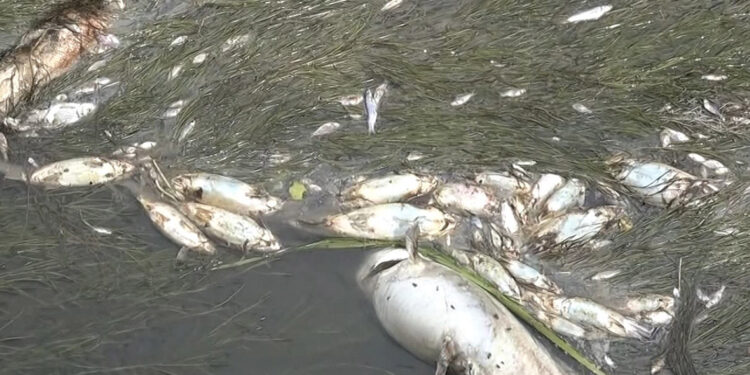 Yeşilırmak'ta toplu balık ölümleri