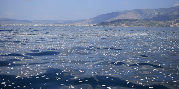 Yunanistan'da limana milyonlarca balık ölüsü vurdu