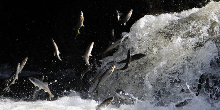 İnci kefali 15 bin kişinin geçim kaynağı