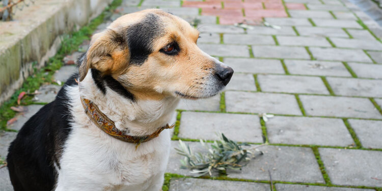 Sahipsiz sokak hayvanları düzenlemesi yürürlüğe girdi