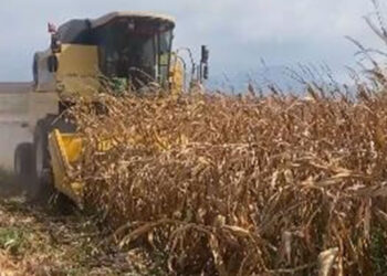 Çiftçiler mısır fiyatlarının açıklanmasını bekliyor