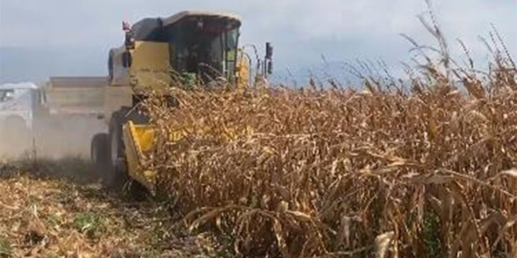 Çiftçiler mısır fiyatlarının açıklanmasını bekliyor