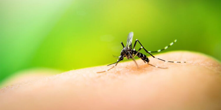 Sivrisinek ısırığı sonrası hayatını kaybetti