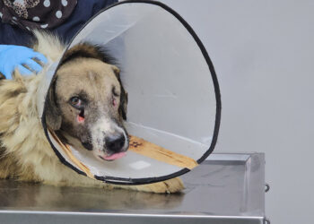 ‘Hedef tahtası’ gibi ateş edilen köpeği Hande Yener sahiplendi