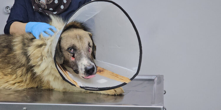 ‘Hedef tahtası’ gibi ateş edilen köpeği Hande Yener sahiplendi