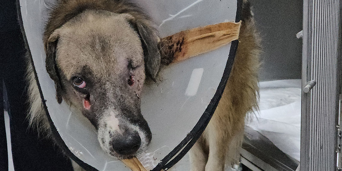 ‘Hedef tahtası’ gibi ateş edilen köpeği Hande Yener sahiplendi