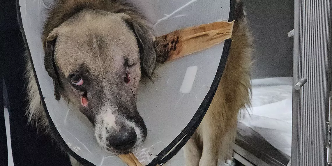 ‘hedef tahtası’ gibi ateş edilen köpeği hande yener sahiplendi