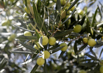 2 anıt zeytin ağacından 70 kilo rekolte beklentisi