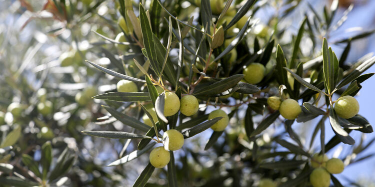 2 anıt zeytin ağacından 70 kilo rekolte beklentisi
