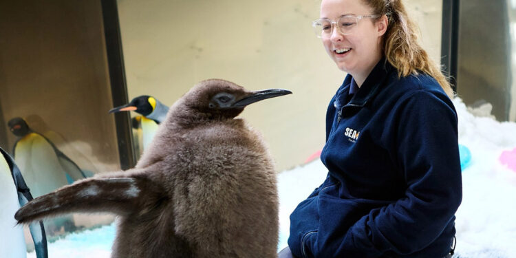 22 kiloluk kral penguen yavrusu ‘Pesto’ sosyal medyada ilgi odağı oldu