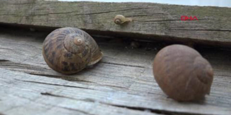 2'nci Uluslararası Malakoloji Sempozyumu yapılacak