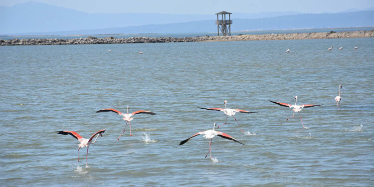 Gediz Deltası'na 20 bin ziyaretçi geldi