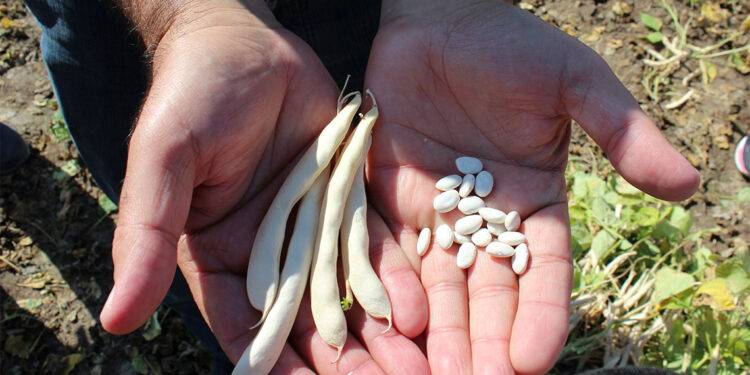 Aksaray'da beyaz fasulye hasadı