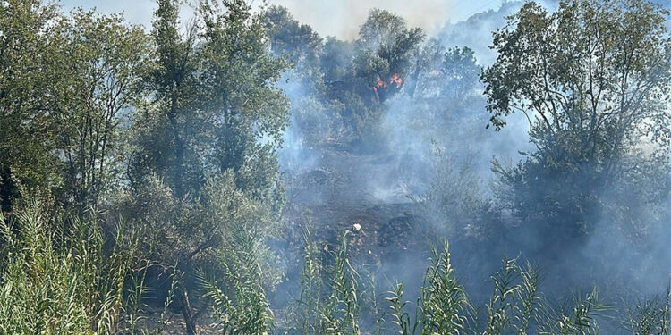 Aydın'da zeytinlik alanda yangın