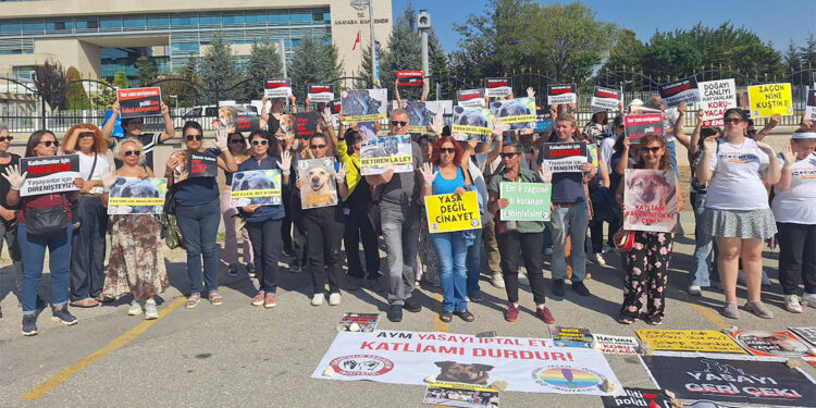 Sahipsiz hayvanlara yönelik düzenleme esastan görüşülecek