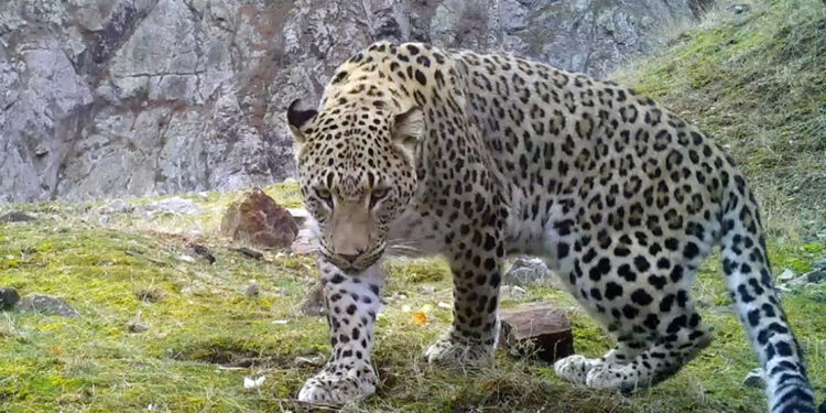 Anadolu parsından heyecanlandıran görüntü