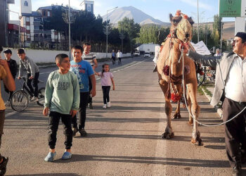 Antalya'dan Ağrı'ya kurbanlık gönderilen deveye ilgi