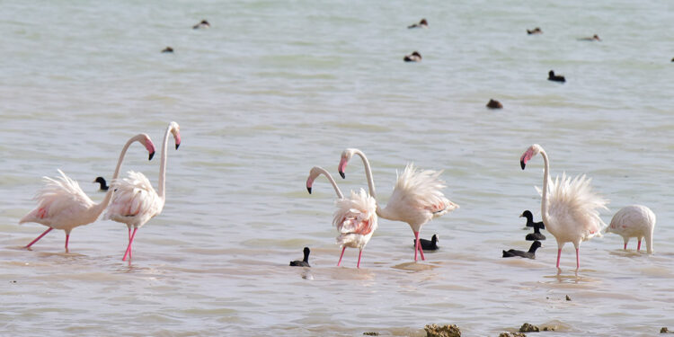 Arin Gölü flamingolarla şenlendi