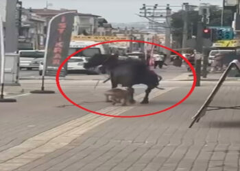 Ata saldıran pitbull cinsi köpek, barınağa teslim edildi