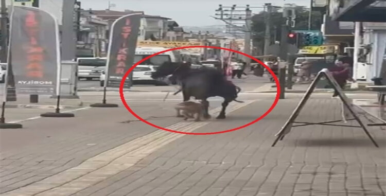 Ata saldıran pitbull cinsi köpek, barınağa teslim edildi