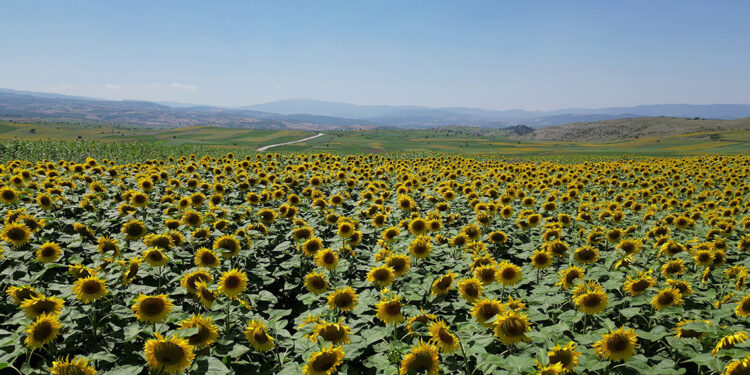 Ayçiçeği üretiminin artması için sulama ve devlet desteği şart