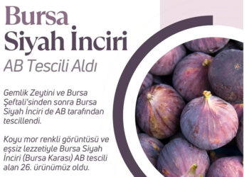 Bursa siyah inciri AB tescili aldı