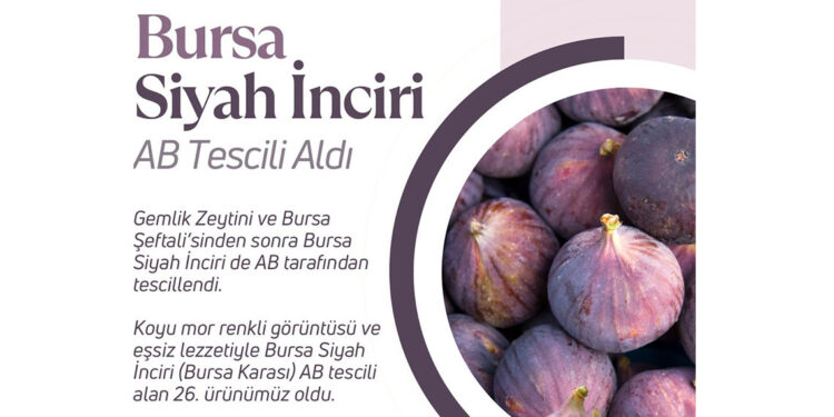 Bursa siyah inciri AB tescili aldı