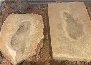4 bin 500 yıllık fosil insan ayak izleri, sergileniyor