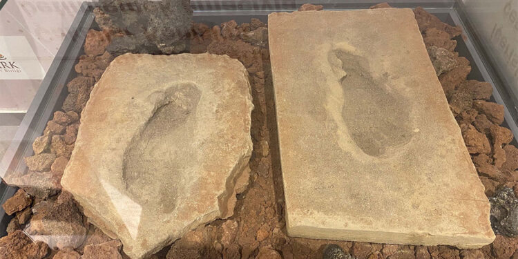 4 bin 500 yıllık fosil insan ayak izleri, sergileniyor