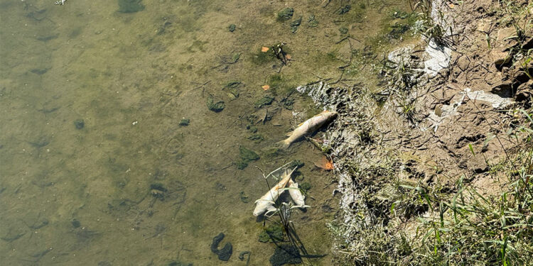 Bartın Irmağı'ndaki balık ölümleri tedirgin ediyor