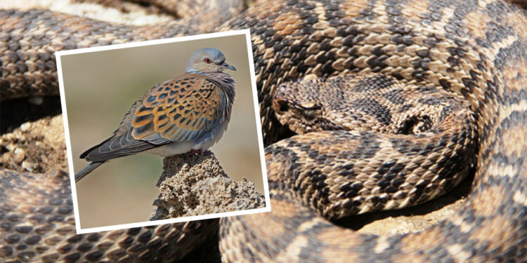 Bu kuşlar ve sürüngenlere zarar verenlere hapis cezası var