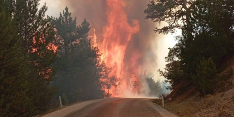 Bolu Göynük'te orman yangını