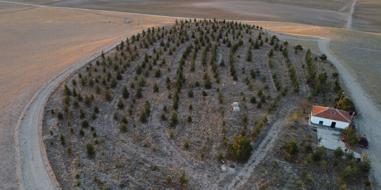 Bozkırı ormana çevirdi