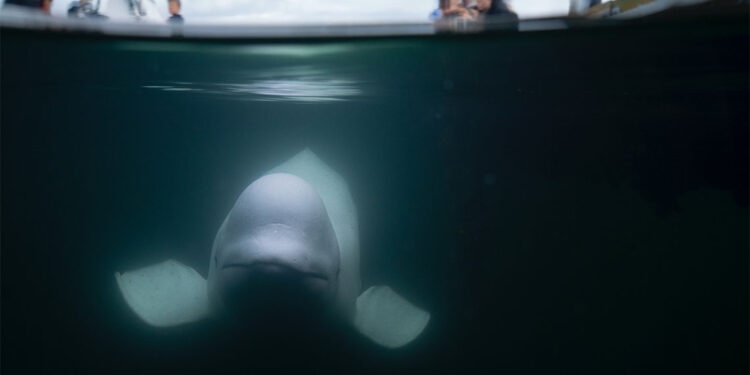 Rusya'nın casus balinası ölü bulundu