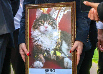 CHP'nin kedisi 'Şero' öldü