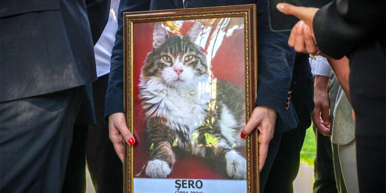 CHP'nin kedisi 'Şero' öldü