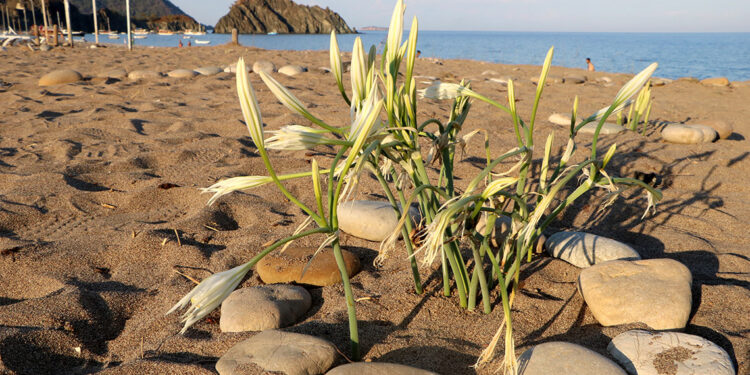 'Caretta' önlemleri ile kum zambağı sayısı da arttı