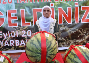 48 Kilo 700 gramlık karpuz yarışmada 1'inci seçildi