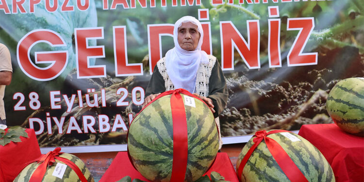 48 Kilo 700 gramlık karpuz yarışmada 1'inci seçildi