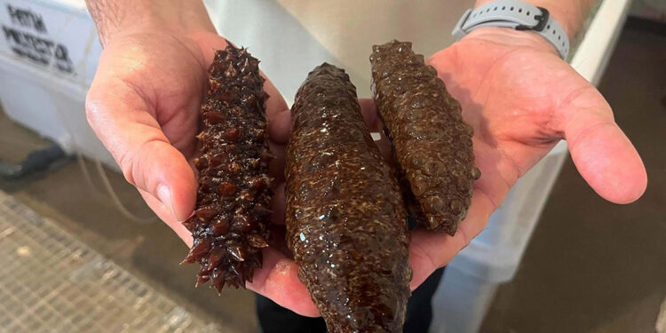 Deniz patlıcanı körfezdeki kirliliği azaltacak en etkili canlı