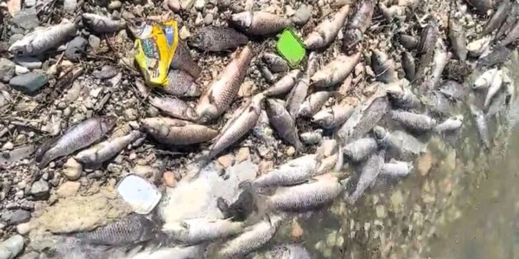 Dumluca Baraj Gölü'nde yüzlerce ölü balık kıyıya vurdu