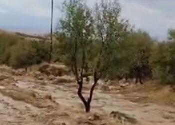 Elazığ'da sağanak ve dolu kayısı bahçelerine zarar verdi