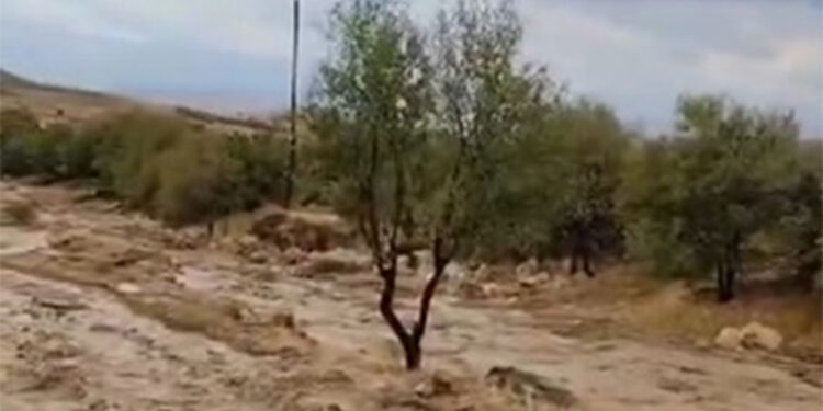 Elazığ'da sağanak ve dolu kayısı bahçelerine zarar verdi