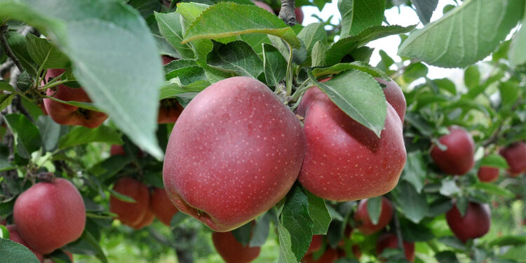 905 ton elmada kalıntı tespit edildi