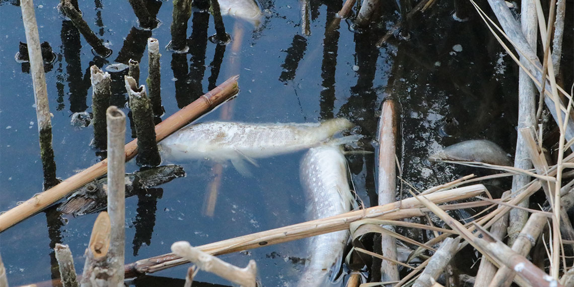 Ankara'daki Eymir Gölü'nde korumaya alınan ve avlanması yasak olan turna balıkları, kirlilik nedeniyle ölmeye başladı.