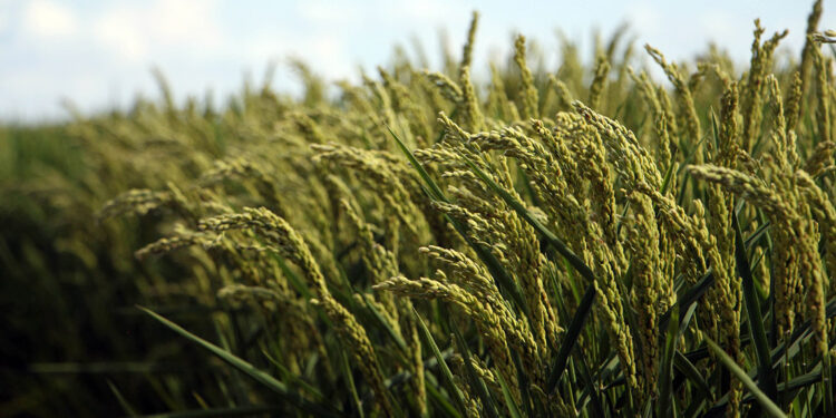 Edirne'de üç yeni çeltik çeşidi tanıtılıp, hasat edildi