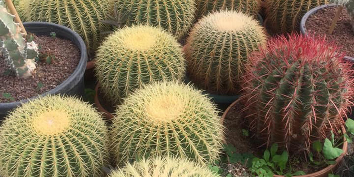 Samsun'un Bafra ilçesinde turizmci Şükrü Şen (65), evinin çatısında dünyanın dört bir yanından getirttiği 600 kaktüsle bahçe kurdu.